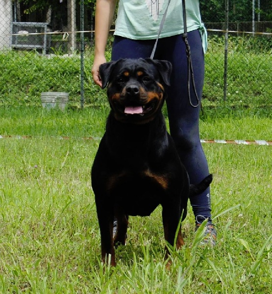 Chien Rottweiler Gucci von hause leroy