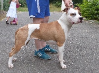 Étalon American Staffordshire Terrier - Inoha Legend Of Manceli