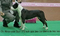 Étalon American Staffordshire Terrier - CH. river -side staff H'black ops des gardiens de malléa (dite daymon)