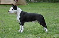 Étalon American Staffordshire Terrier - franstal's Svetozar