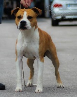 Étalon American Staffordshire Terrier - Hélios 1er Du Soixante Six