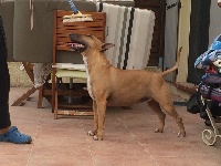 Étalon Bull Terrier - Naïah (Sans Affixe)
