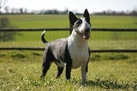 Étalon Bull Terrier - Heiretagi dou souleia lou prouvencaou at Rowenagain