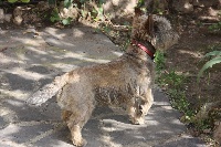 Étalon Cairn Terrier - Charly ll des perles rares