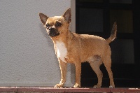 Étalon Chihuahua - HaÏdy du Manoir de Sancho