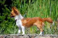 Étalon Chihuahua - Foxy lady De malaga