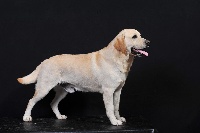 Étalon Labrador Retriever - Fakir Du haut de crecy