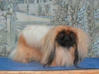 CH. yakee Of noble birth chien de race toutes races en tous ...