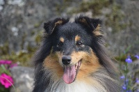 Étalon Shetland Sheepdog - I am the black wizard Of Queen Mum