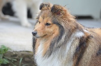 Étalon Shetland Sheepdog - Fantastica leia organa des Romarins de Mayerling