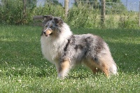 Étalon Shetland Sheepdog - CH. Blue witch Indochine