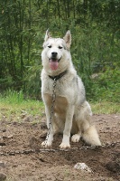 Étalon Siberian Husky - Life In Wolf's F''nora