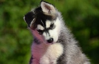Étalon Siberian Husky - Wolf Island Junior