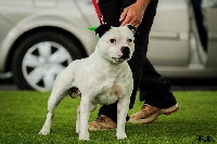 Étalon Staffordshire Bull Terrier - Harlequin white knight De la vauxoise