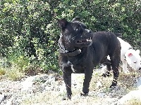 Étalon Staffordshire Bull Terrier - Exena Des Titans De L'ocean Indien