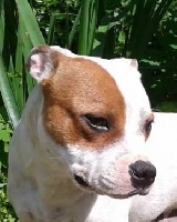 Étalon Staffordshire Bull Terrier - Gini white and eyes brown (Sans Affixe)