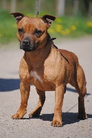 Étalon Staffordshire Bull Terrier - Fashion victim de l'Antre des Cabochards