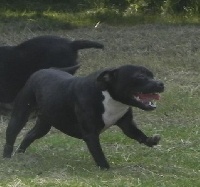 Étalon Staffordshire Bull Terrier - Ho'pti'bonheur Des quatre jeudis