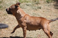 Étalon Staffordshire Bull Terrier - Give me love De la crique du Flojule