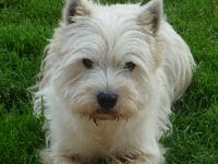 Étalon West Highland White Terrier - Heywood anglo saxon des O'Connelli