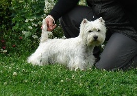 Étalon West Highland White Terrier - Hope De La Vallée D'elleron
