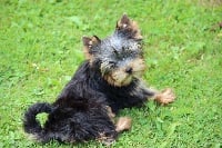 Étalon Yorkshire Terrier - Iloé (Sans Affixe)