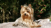Étalon Yorkshire Terrier - Hibiza (Sans Affixe)