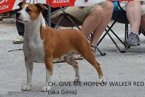 CH. (géna) give me hope of Walker red kennel