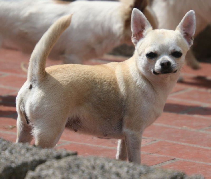 Chihuahua - Hylda Des berges de la durance