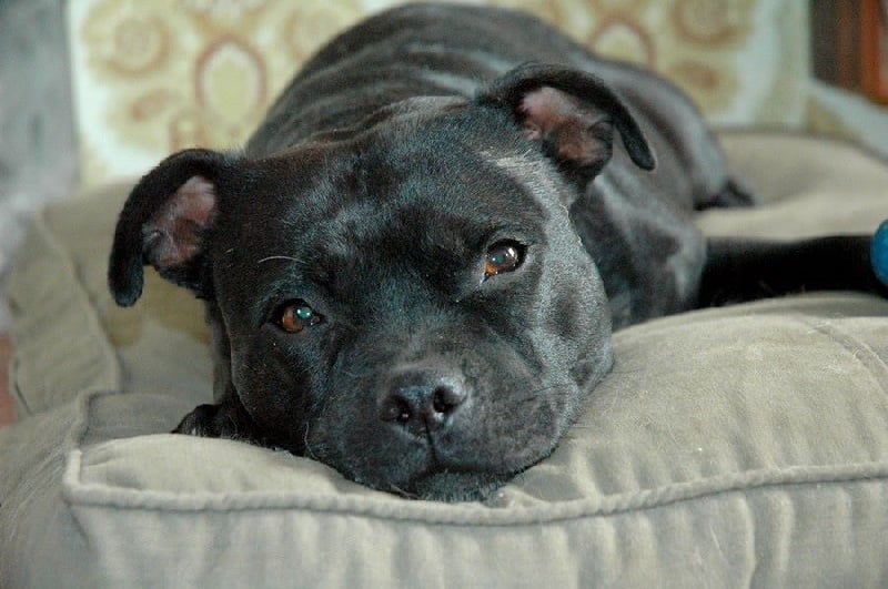 Les Staffordshire Bull Terrier de l'affixe   D'absolute Pep's