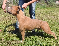 Étalon American Staffordshire Terrier - CH. sbigstaff Guerrillero de flechazo