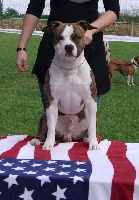 Étalon American Staffordshire Terrier - I'am tempus fugit junior De L'empreinte De Dzeus