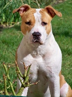 Étalon American Staffordshire Terrier - CH. Emera light earth de madinina forever
