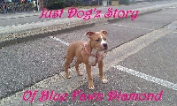 Étalon American Staffordshire Terrier - Just dog'z story of blue fawn diamond