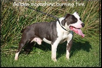 Étalon American Staffordshire Terrier - golden moonshine Burning fire