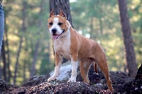 Étalon American Staffordshire Terrier - Victory long step