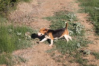 Étalon Beagle - Djorka du Rallie Sainte Baume