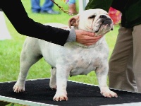 Étalon Bulldog Anglais - Good girl of burly bulky bull's