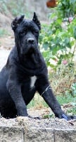 Étalon Cane Corso - Can't remember to forget you Rayla di Cors