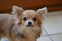 Étalon Chihuahua - Hysis Du Royaume D'ydelmac