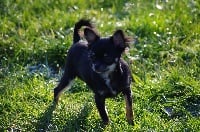 Étalon Chihuahua - Heidy des Mini Elidyle