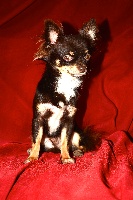 Étalon Chihuahua - Ioshi (itoff) du royaume des petit anges
