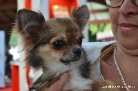 Étalon Chihuahua - Jolie- rose Des Rives Du Djoliba