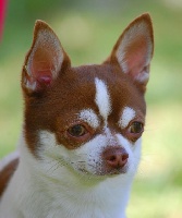 Étalon Chihuahua - Harry (Sans Affixe)