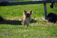 Étalon Chihuahua - Heloise des Mini Elidyle