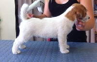 Étalon Jack Russell Terrier - Juno Du Domaine De L'hermine