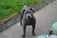 Étalon Staffordshire Bull Terrier - I'am blue (Sans Affixe)