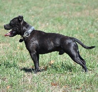 Étalon Staffordshire Bull Terrier - Duke of knightwood oak