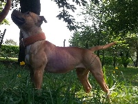 Étalon Staffordshire Bull Terrier - quinlent Who's that girl