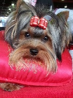 Étalon Yorkshire Terrier - Isidore easy of Monroe For Ever